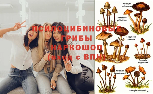 прущие грибы Дмитриев