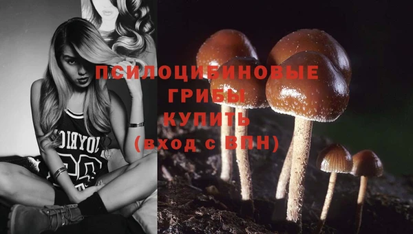 прущие грибы Дмитриев