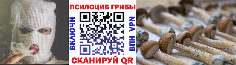 KRAKEN ТОР  Рубцовск  Псилоцибиновые грибы Psilocybine cubensis 